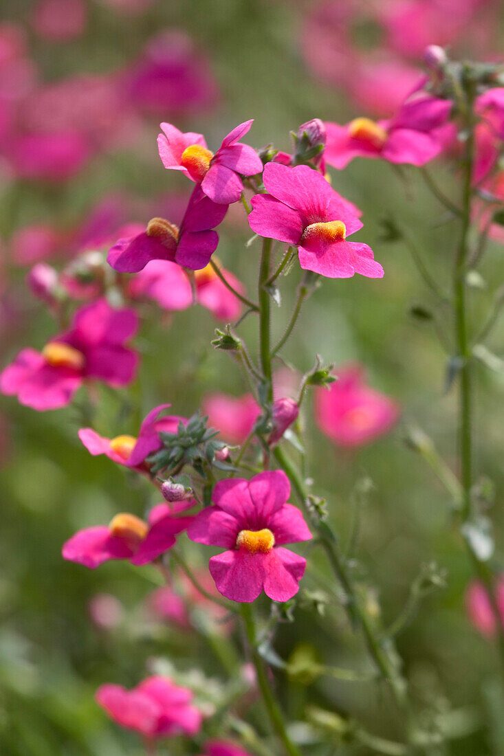 Nemesia SUNSATIA™ PLUS 'Ciruela Improved'