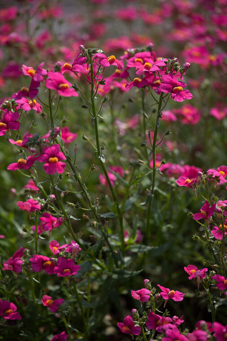 Nemesia hybrida Sunsatia plus Ciruela