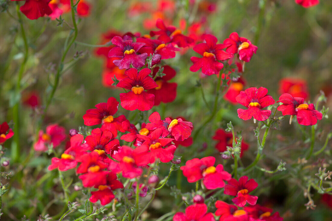 Nemesia 'SUNSATIA'