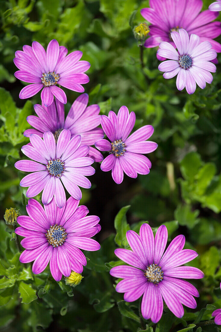 Osteospermum ecklonis Cape Daisy™ Eye Catcher Purple