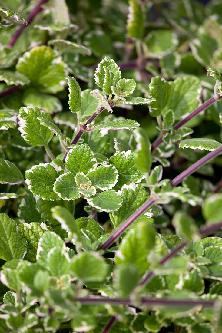 Plectranthus coleoides Variegata