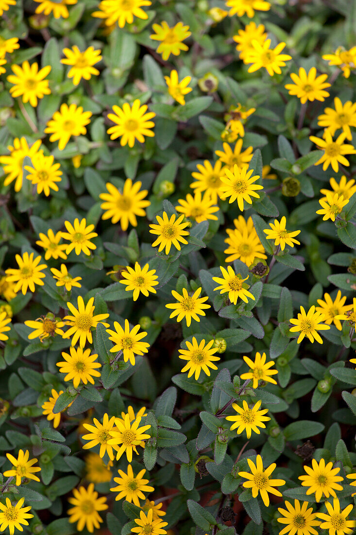 Sanvitalia speciosa 'Solaris'® 'Compact Yellow'