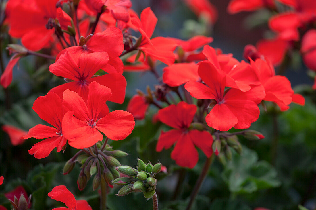 Pelargonium zonale 'Caliente® Orange'