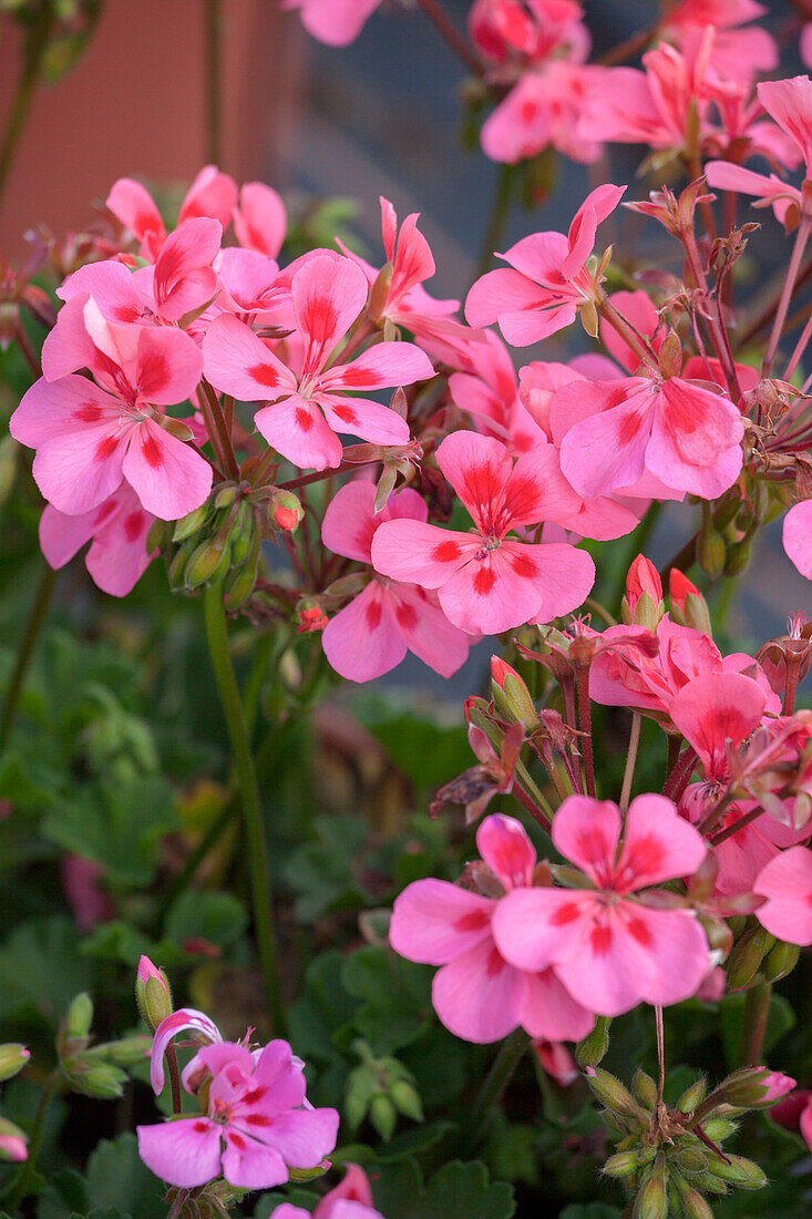 Pelargonium 'Summerpearls'