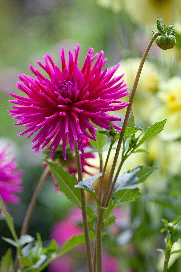 Dahlia Cactus