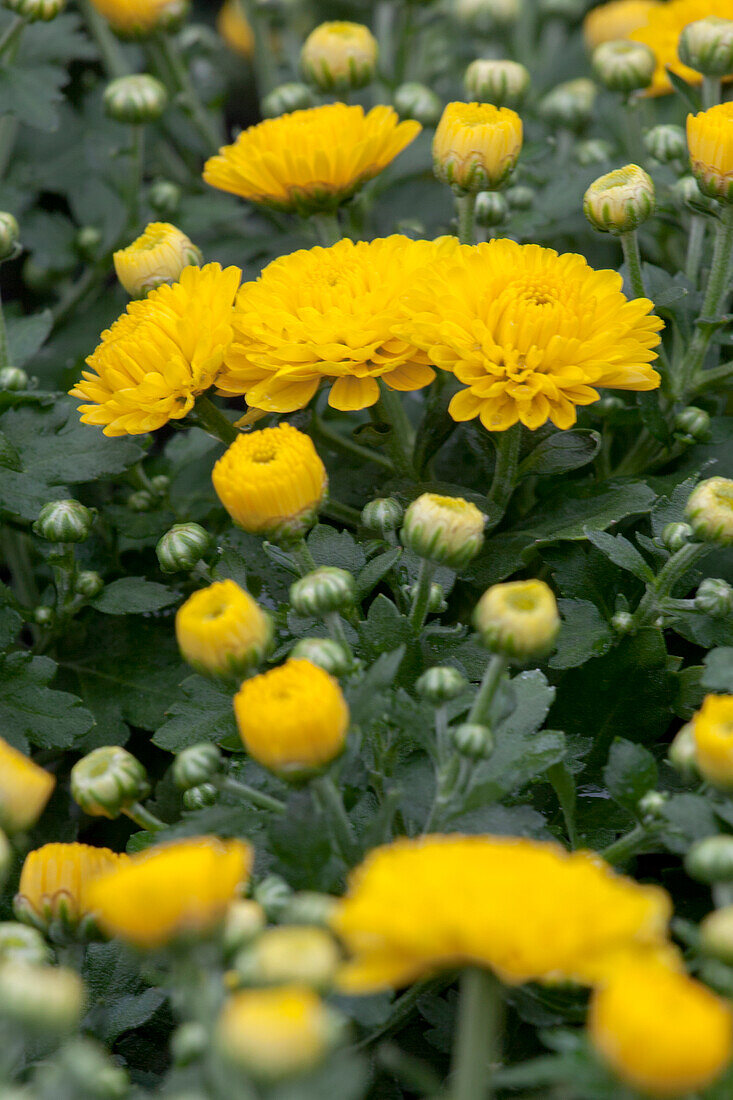 Chrysanthemum indicum gefüllt, gelb