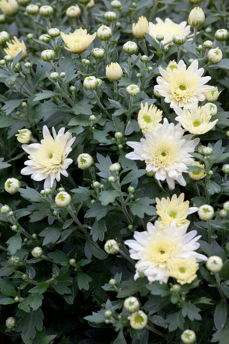 Chrysanthemum x grandiflorum, white