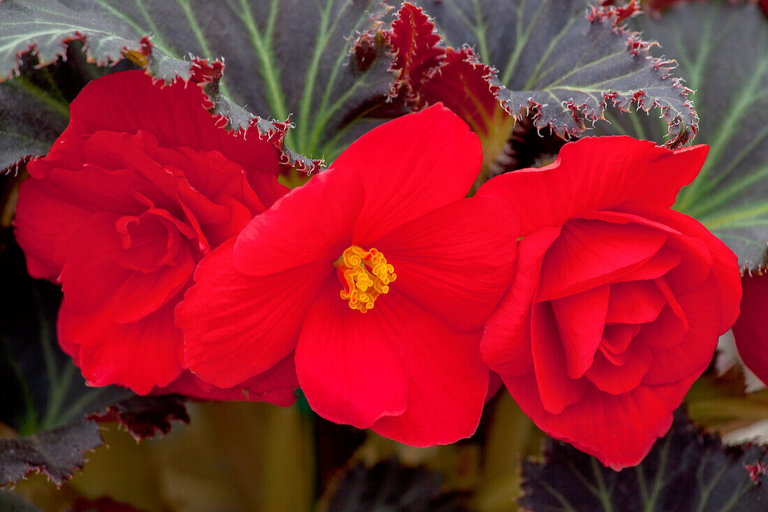 Begonia x tuberhybrida