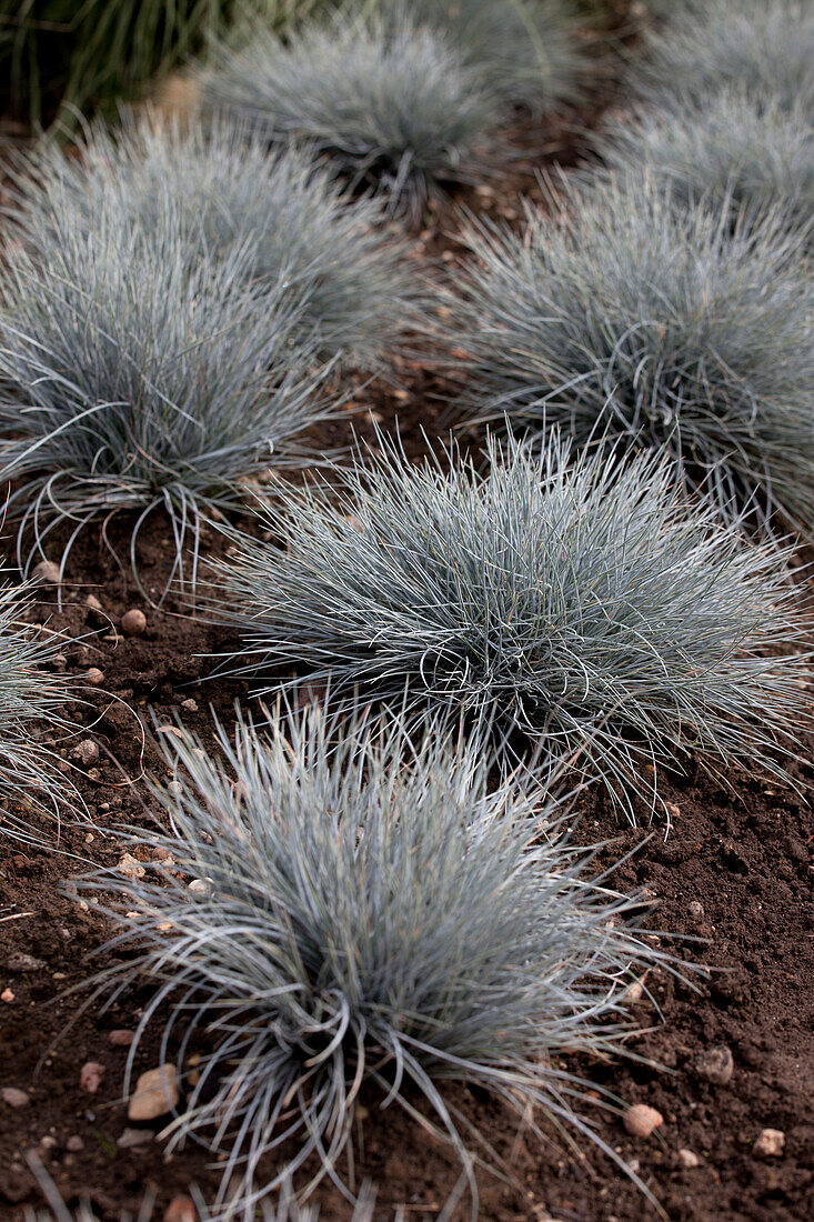 Festuca cinerea 'Eisvogel'