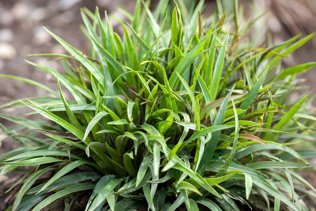 Luzula pilosa 'Igel'