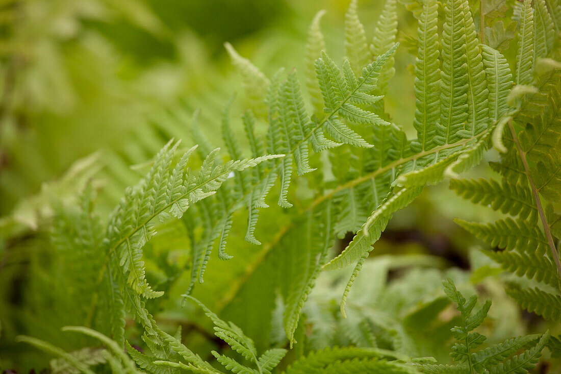 Matteuccia struthiopteris