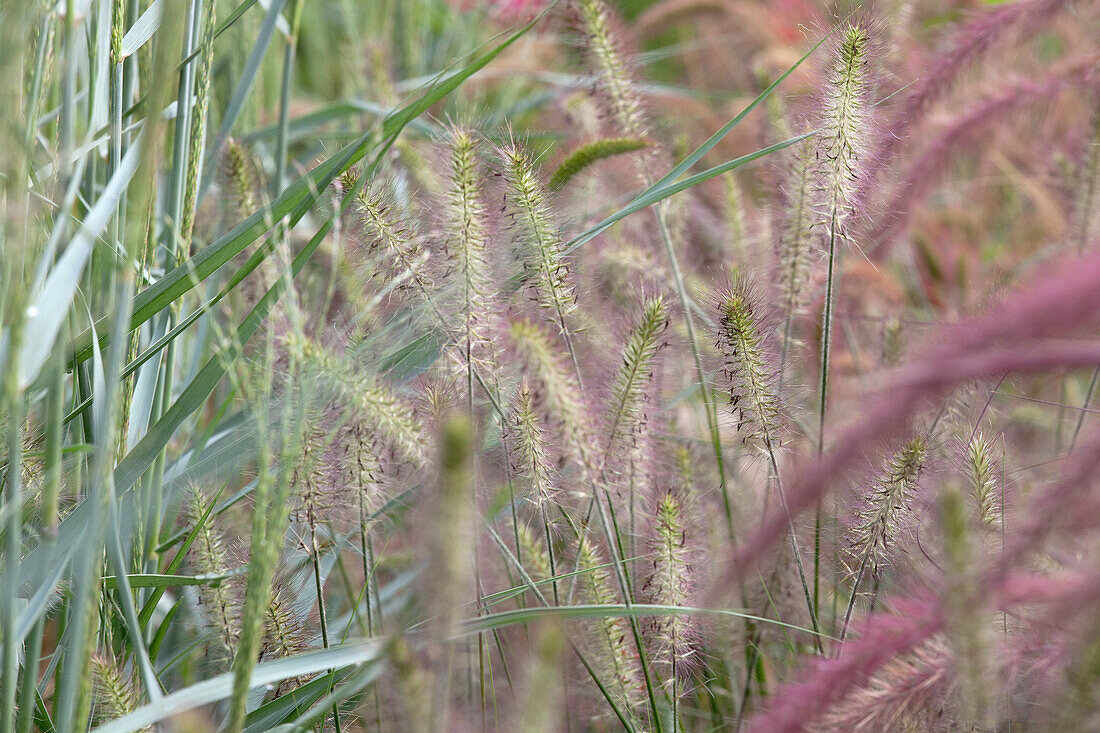 Pennisetum alopecuroides 'Hameln' (Hamelin)