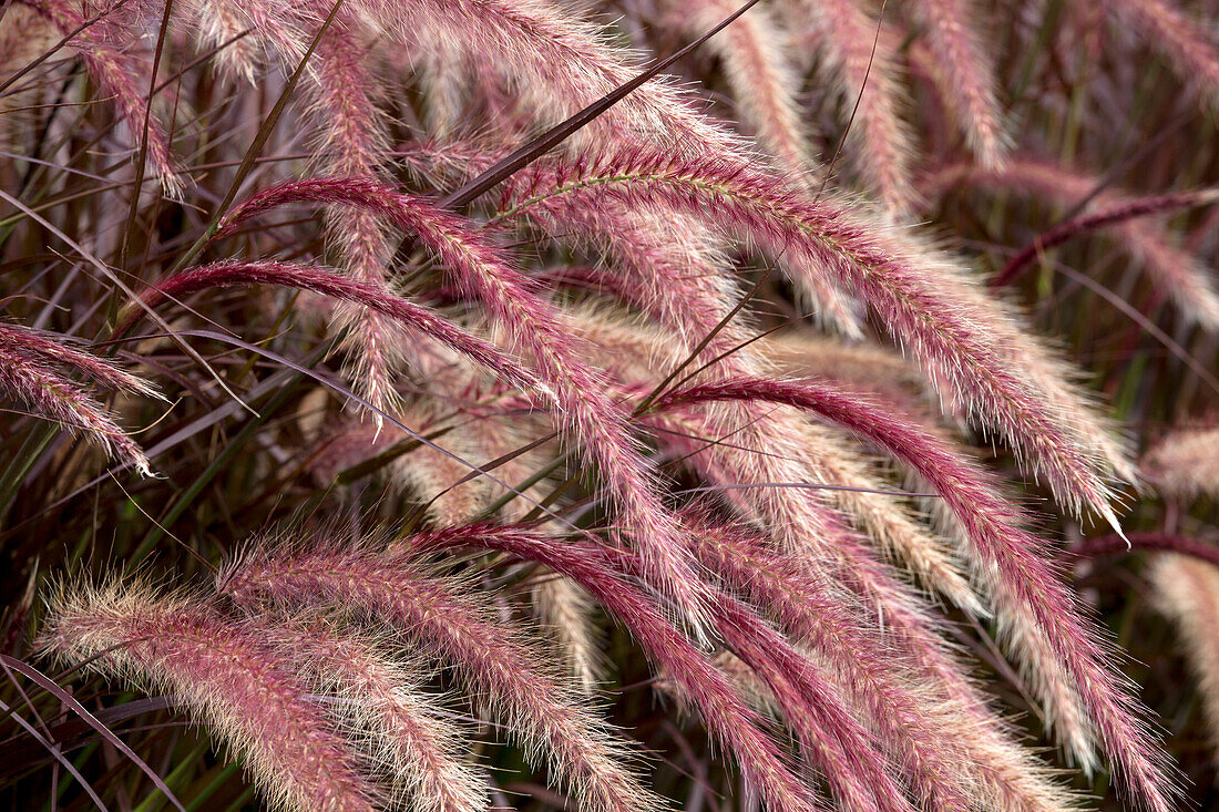 Pennisetum setaceum 'Rubrum'