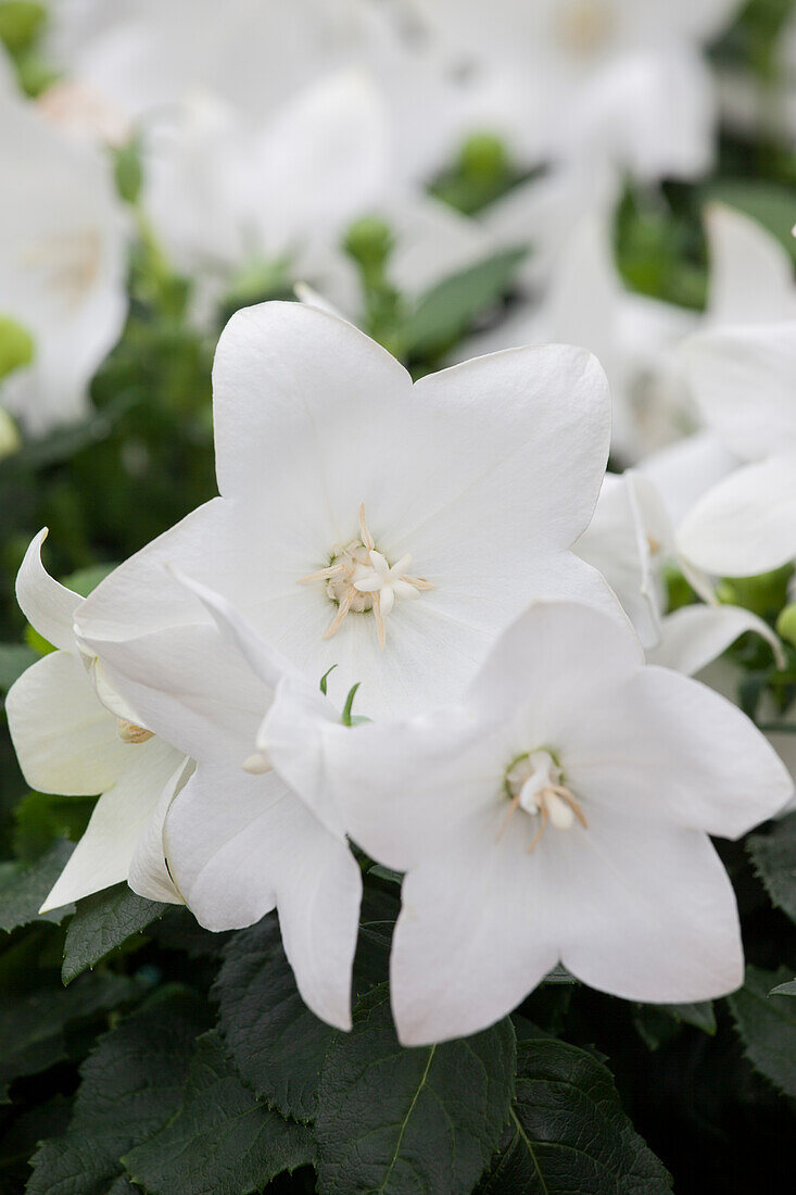 Platycodon grandiflorus, weiß