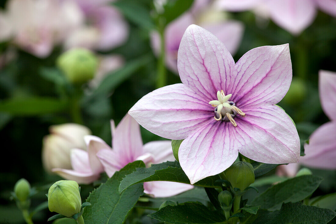 Platycodon grandiflorus, rosa