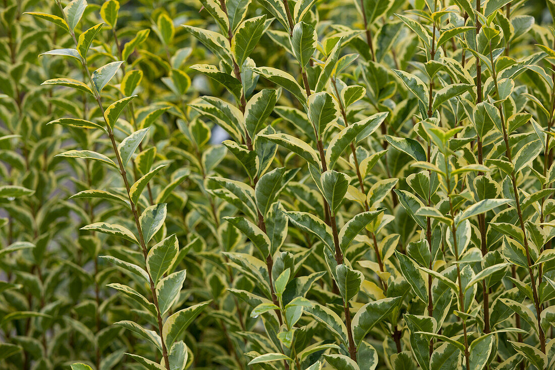 Ligustrum ovalifolium Aureum