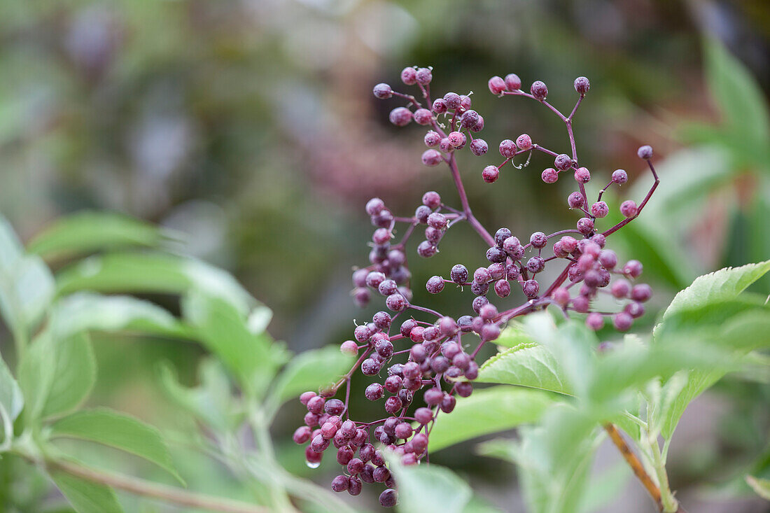 Sambucus nigra