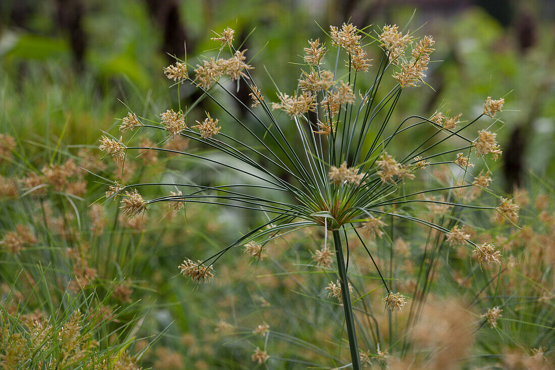 Cyperus papyrus