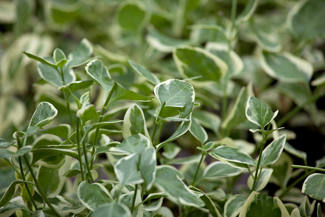 Vinca major 'Variegata'