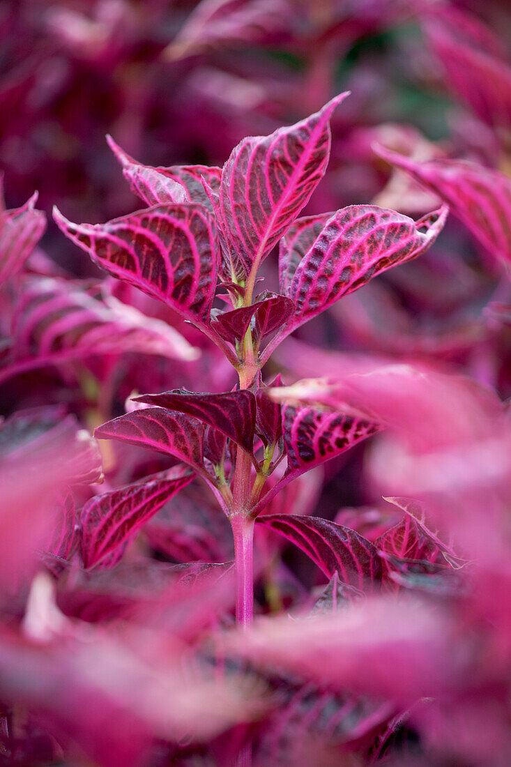 Iresine herbstii 'Brillantissima'