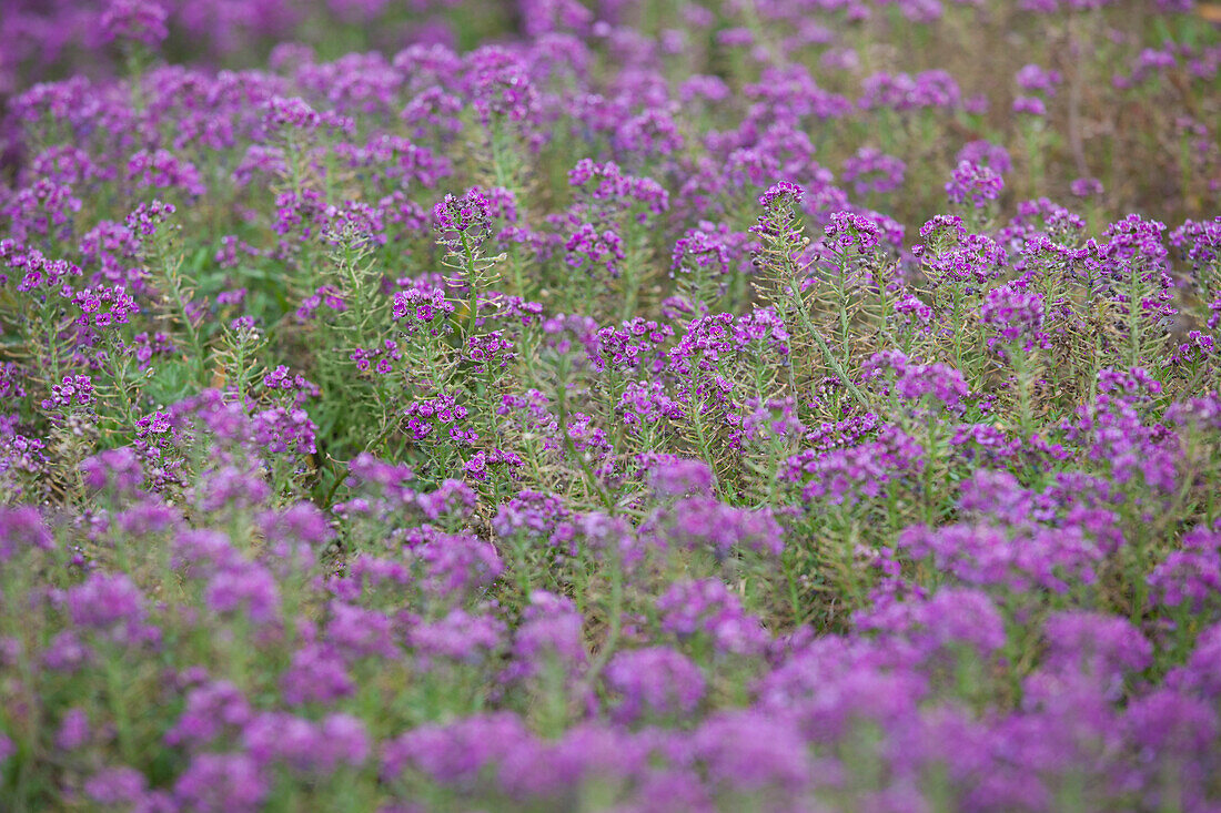 Lobularia maritima 'Stream Purple'