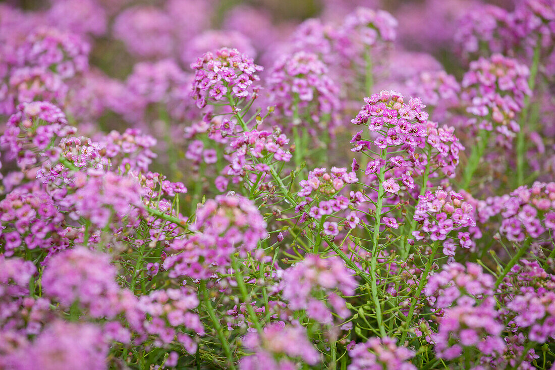 Lobularia maritima Stream Raspberry