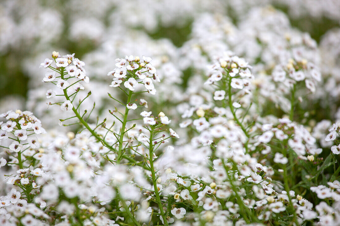 Lobularia maritima White Stream