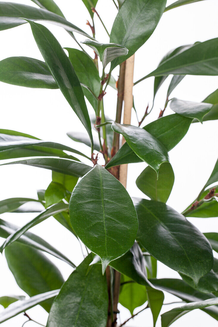 Ficus cyathistipula