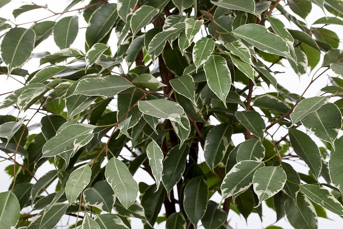 Ficus benjamina 'Danielle