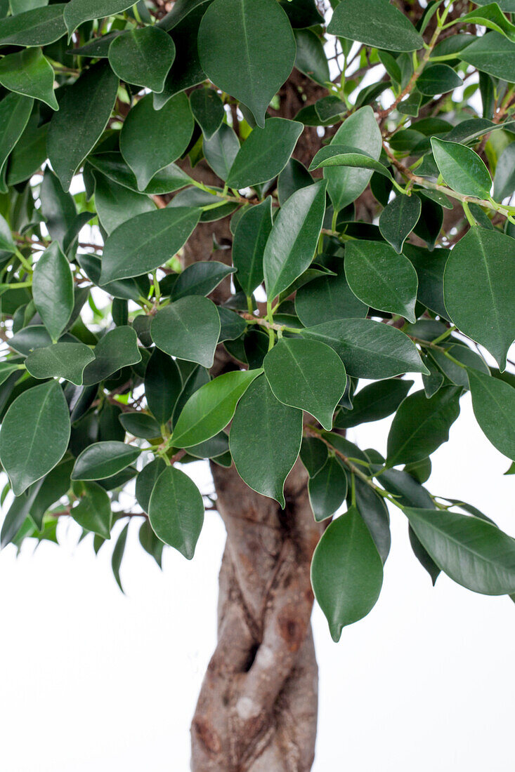 Ficus microcarpa