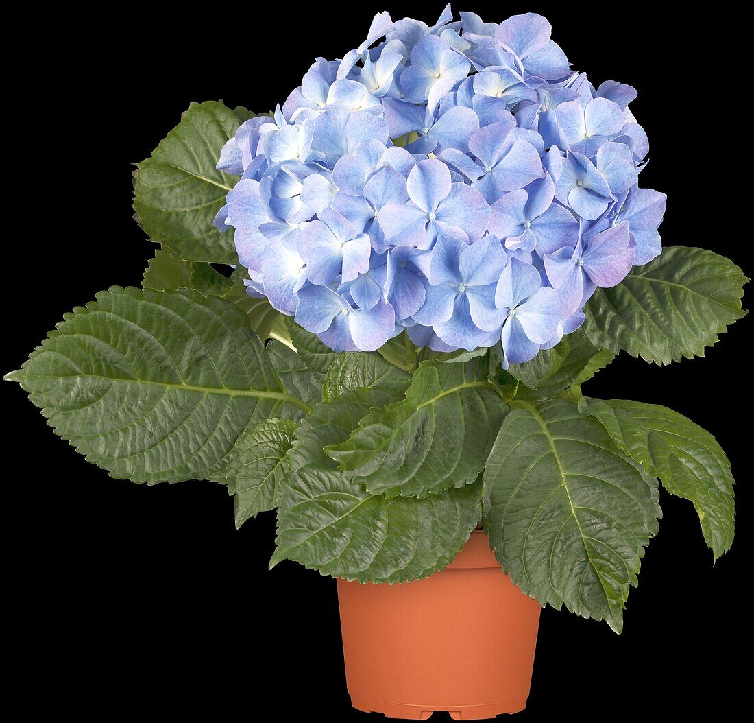 Hydrangea macrophylla, blau