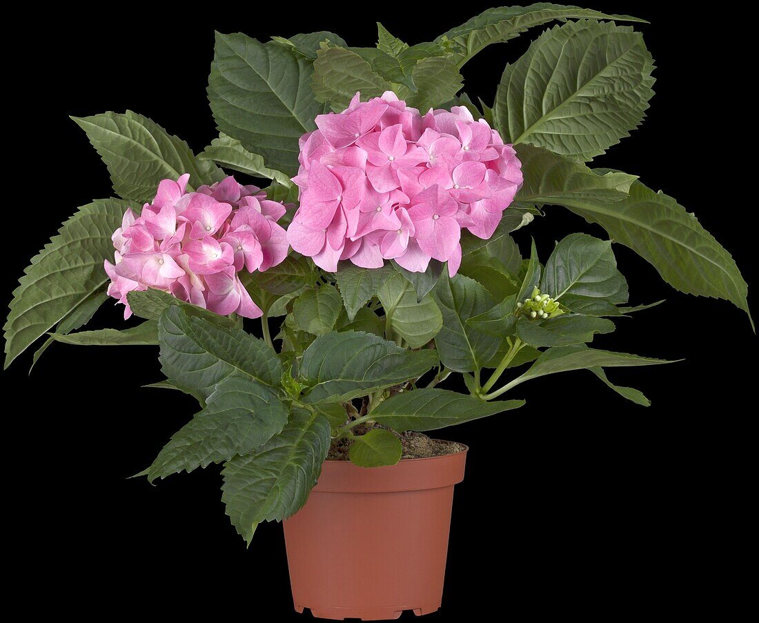 Hydrangea macrophylla, pink