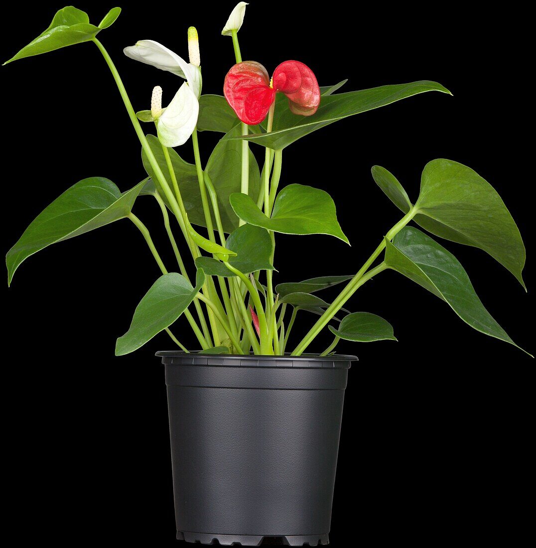 Anthurium x andreanum 'Sierra'