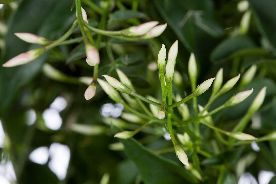 Jasminum polyanthum