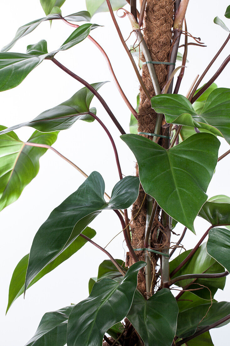 Philodendron erubescens 'Red Emerald'