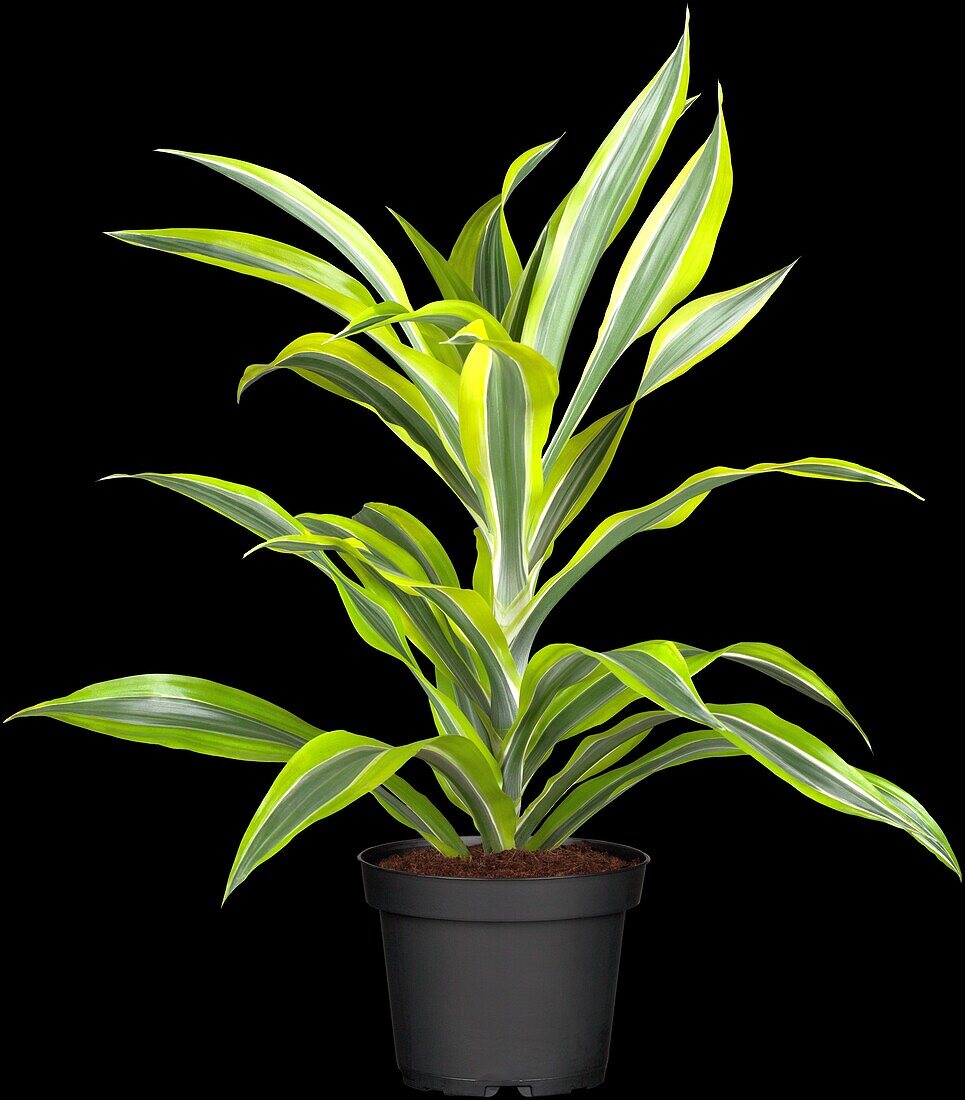 Dracaena fragrans 'Lemon Lime'