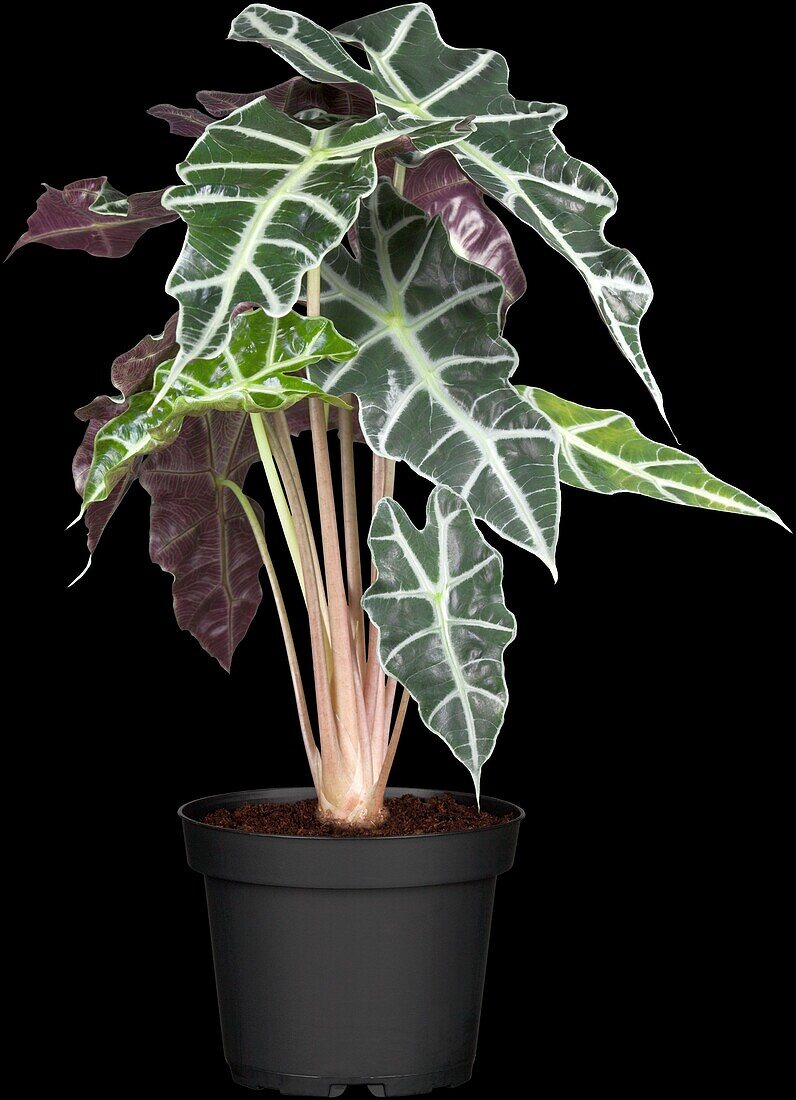 Alocasia x amazonica 'Polly'