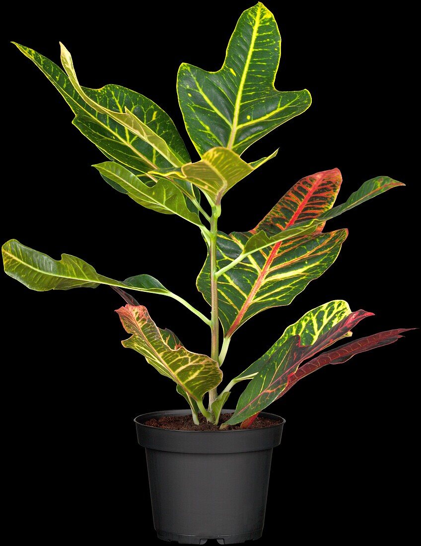 Codiaeum variegatum