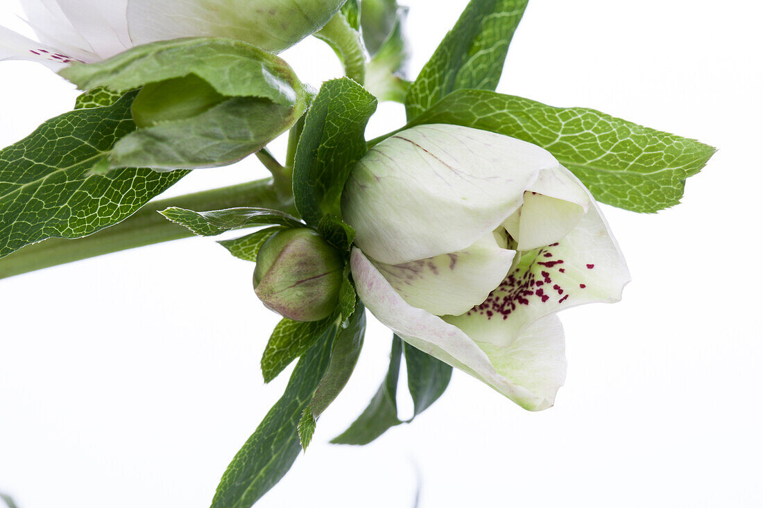 Helleborus orientalis Spring Promise