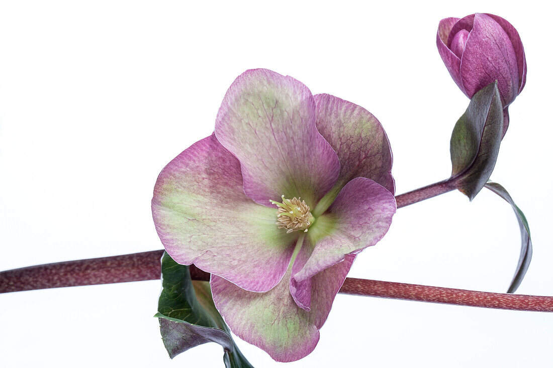 Helleborus 'Annas Red'