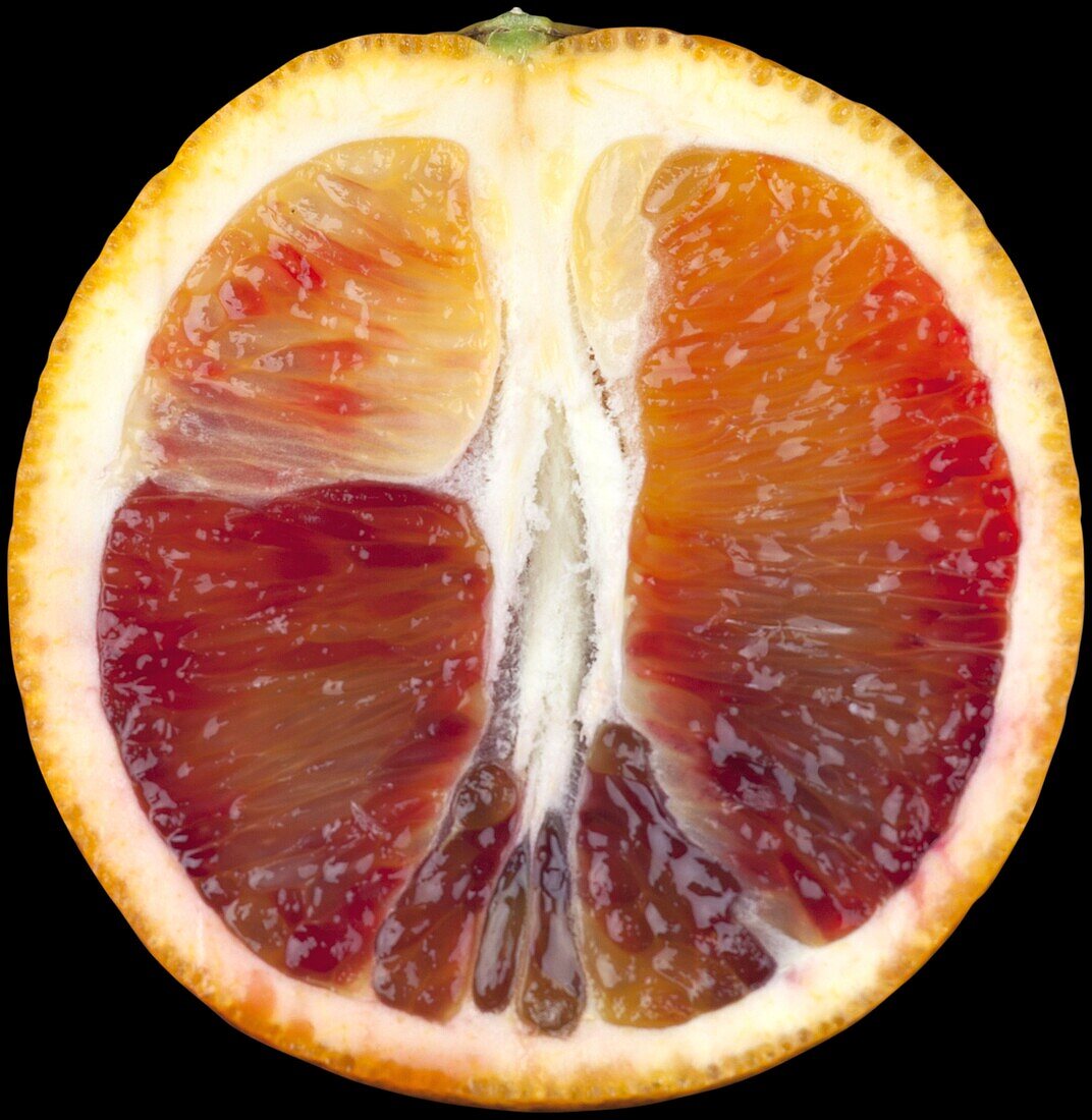 Citrus sinensis (Blutorange)