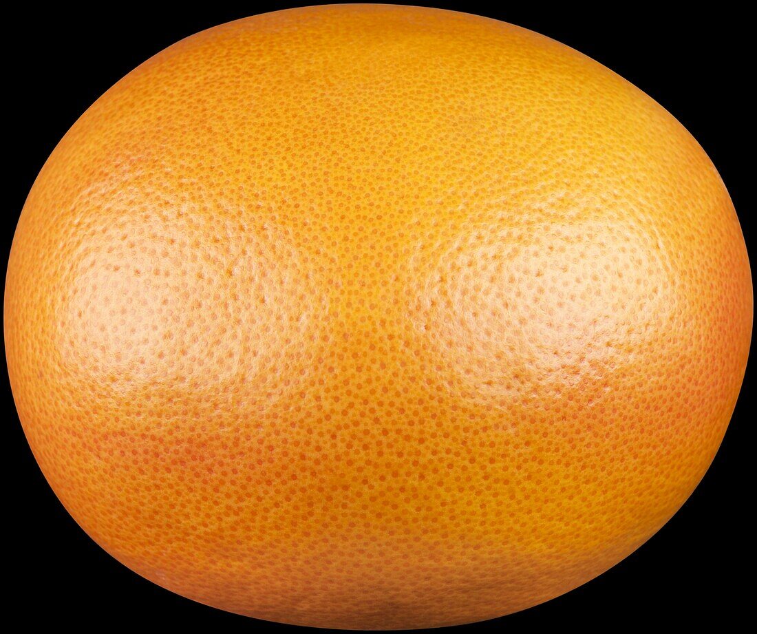 Citrus paradisi