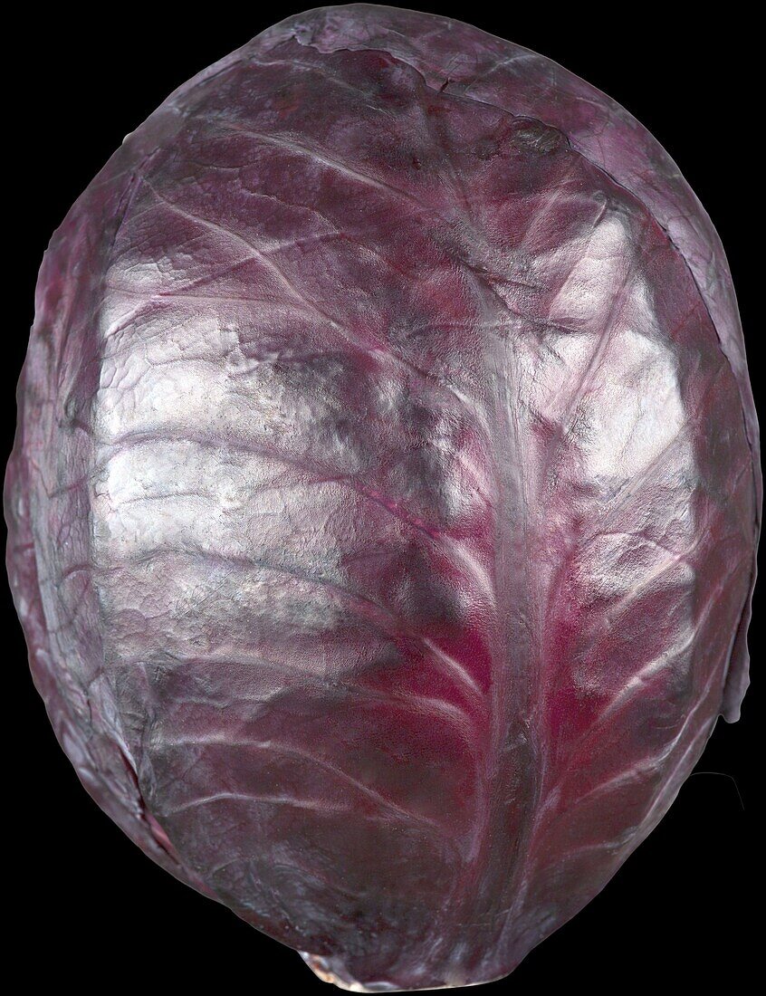 Brassica oleracea var. capitata f. rubra