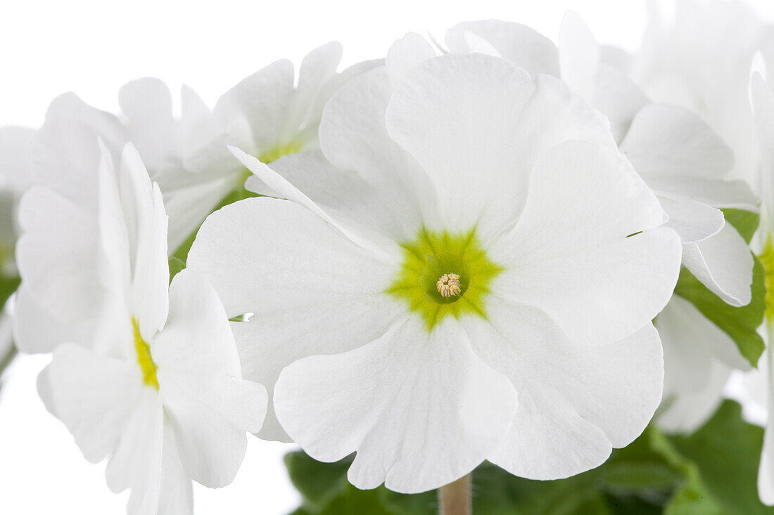Primula obconica, white