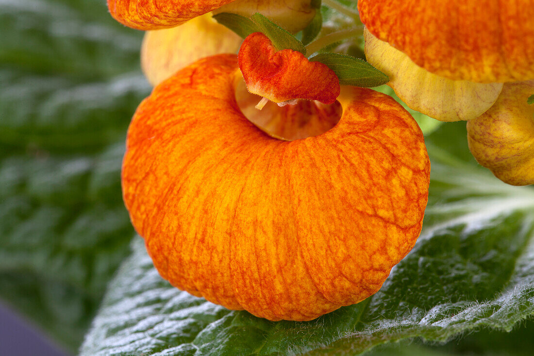 Calceolaria Hybriden