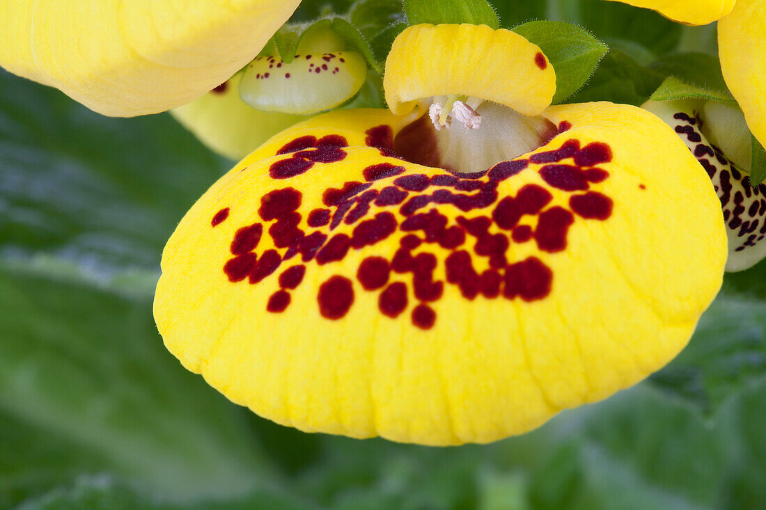 Calceolaria Hybriden