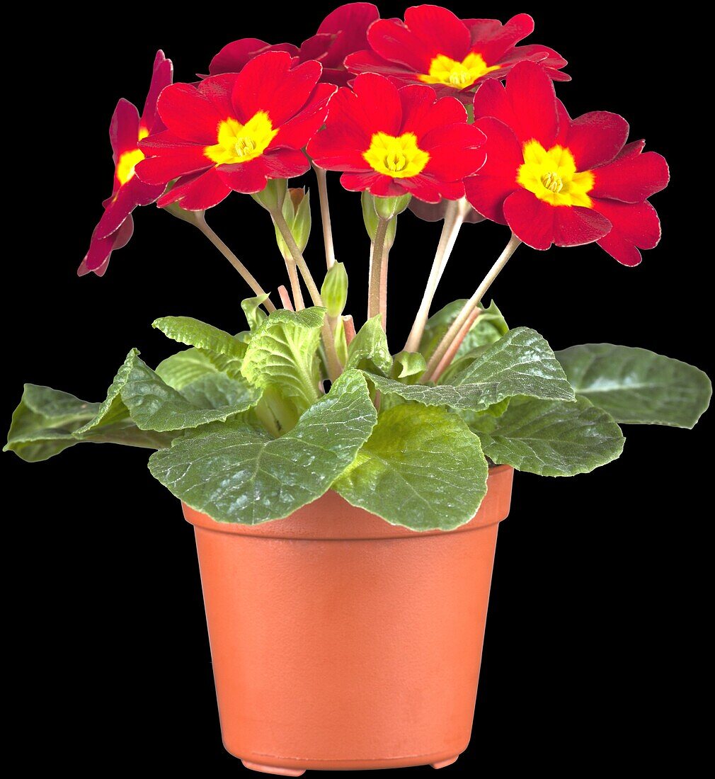 Primula obconica, rot