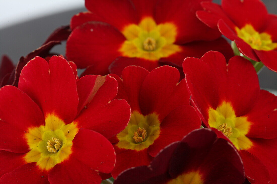 Primula vulgaris