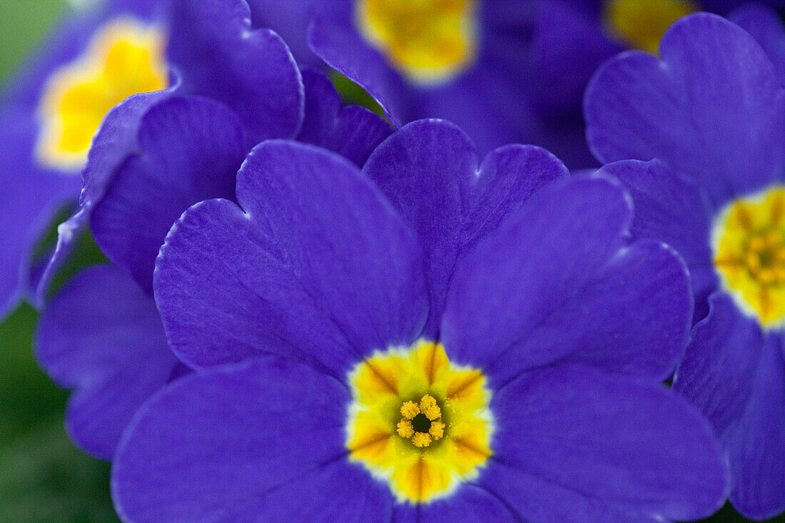 Primula vulgaris