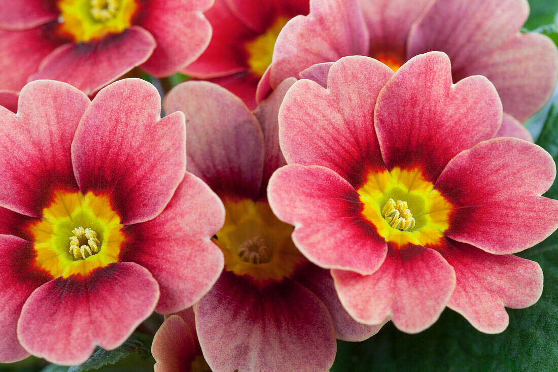 Primula vulgaris